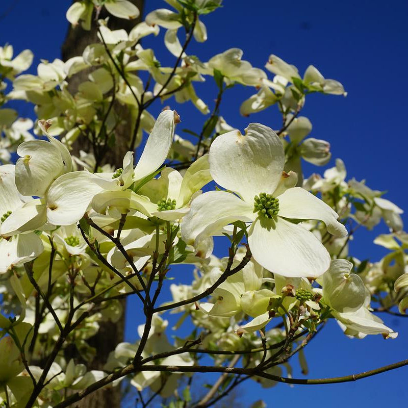 Appalachian Mist Flowering Dogwood - Cornus florida 'Appalachian Mist'