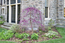 Load image into Gallery viewer, Ruby Falls Eastern Redbud - Cercis canadensis 'Ruby Falls'
