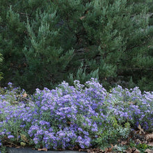 Load image into Gallery viewer, Fanny Aromatic Aster - Symphyotrichum oblongifolium &#39;Fanny&#39;
