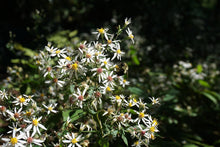 Load image into Gallery viewer, White Wood Aster - Eurybia divaricata
