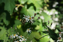 Load image into Gallery viewer, White Wood Aster - Eurybia divaricata
