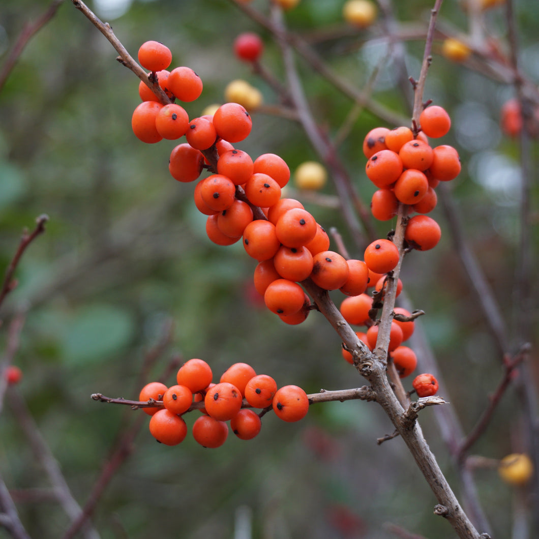 Magical Showtime Winterberry (Female) - Ilex verticillata ‘Kolmasho’ Magical® Showtime