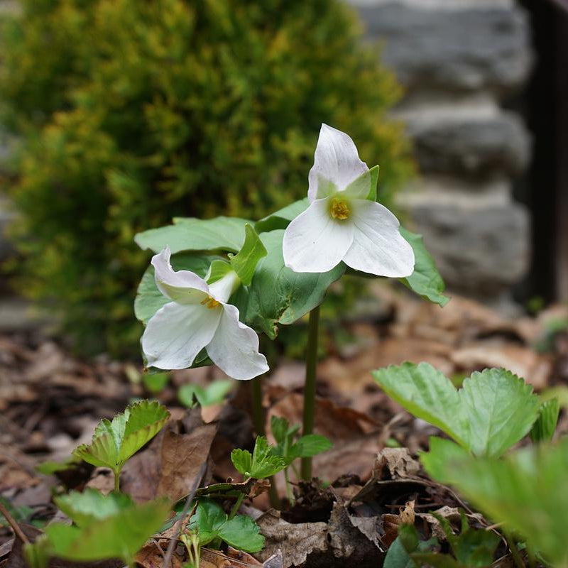 Great White Trillium - Trillium grandiflorum