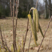 Load image into Gallery viewer, American Hazelnut - Corylus americana
