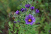 Load image into Gallery viewer, New England Aster - Symphyotrichum novae-angliae
