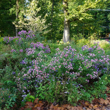 Load image into Gallery viewer, New England Aster - Symphyotrichum novae-angliae
