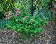 Load image into Gallery viewer, Plumleaf Azalea - Rhododendron prunifolium
