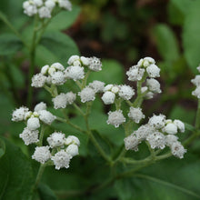Load image into Gallery viewer, Wild Quinine - Parthenium integrifolium
