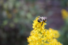 Load image into Gallery viewer, Showy Goldenrod - Solidago speciosa
