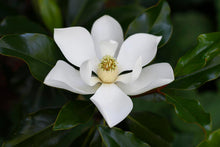 Load image into Gallery viewer, Bracken&#39;s Brown Beauty Southern Magnolia - Magnolia grandiflora &#39;Bracken&#39;s Brown Beauty&#39;
