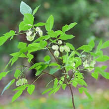 Load image into Gallery viewer, Common Hoptree - Ptelea trifoliata
