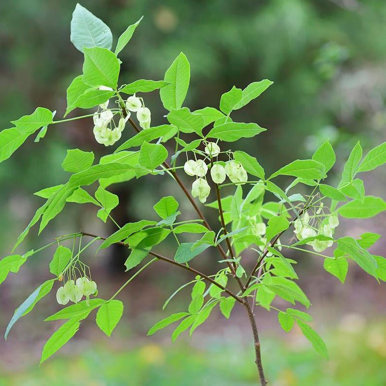 Common Hoptree - Ptelea trifoliata