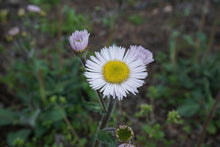 Load image into Gallery viewer, Robin&#39;s Plantain - Erigeron pulchellus var. pulchellus &#39;Lynnhaven Carpet&#39;
