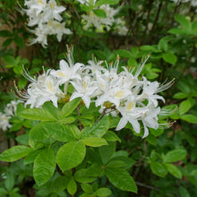 Load image into Gallery viewer, Sweet Azalea - Rhododendron arborescens     

