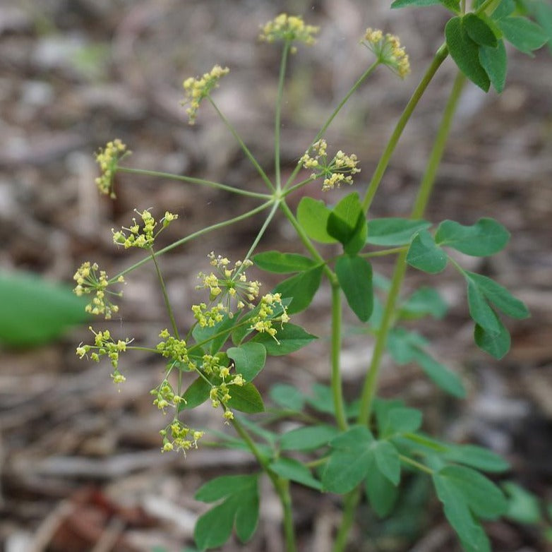 Yellow Pimpernel - Taenidia integerrima