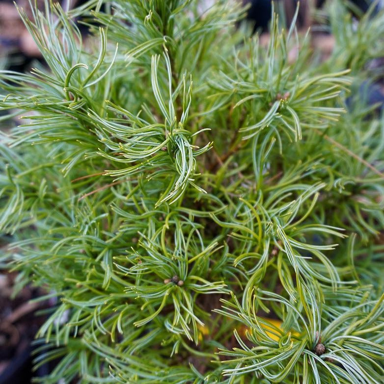 Dwarf White Pine - Pinus strobus 'Squiggles'
