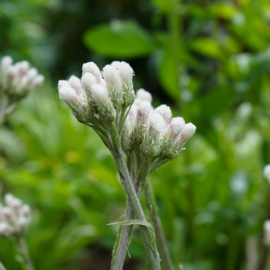 Field Pussytoes - Antennaria neglecta