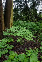 Load image into Gallery viewer, Black Cohosh - Actaea racemosa
