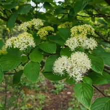Load image into Gallery viewer, Pagoda Dogwood - Cornus alternifolia
