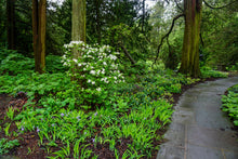 Load image into Gallery viewer, Sweet Azalea - Rhododendron arborescens     
