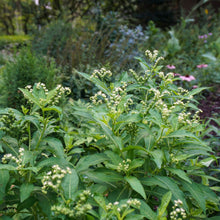 Load image into Gallery viewer, Ditch Stonecrop - Penthorum sedoides
