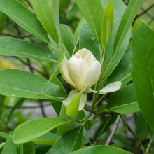 Load image into Gallery viewer, Green Shadow Sweetbay Magnolia - Magnolia virginiana 'Green Shadow'
