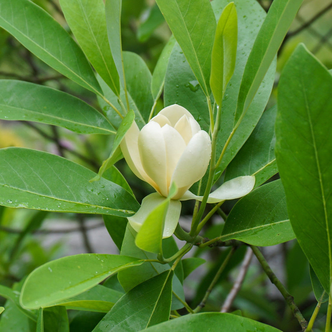 Sweetbay Magnolia - Magnolia virginiana