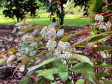 Load image into Gallery viewer, Rejoyce Coastal Doghobble - Leucothoe axillaris &#39;ReJoyce&#39;
