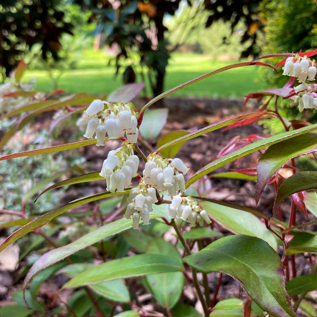 Margie Jenkins Coastal Doghobble - Leucothoe axillaris 'Margie Jenkins'