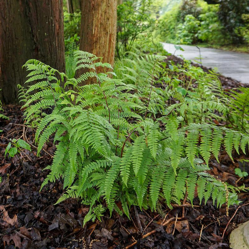 Lady in Red Lady Fern - Athyrium felix-femina var. angustum ‘Lady in Red’