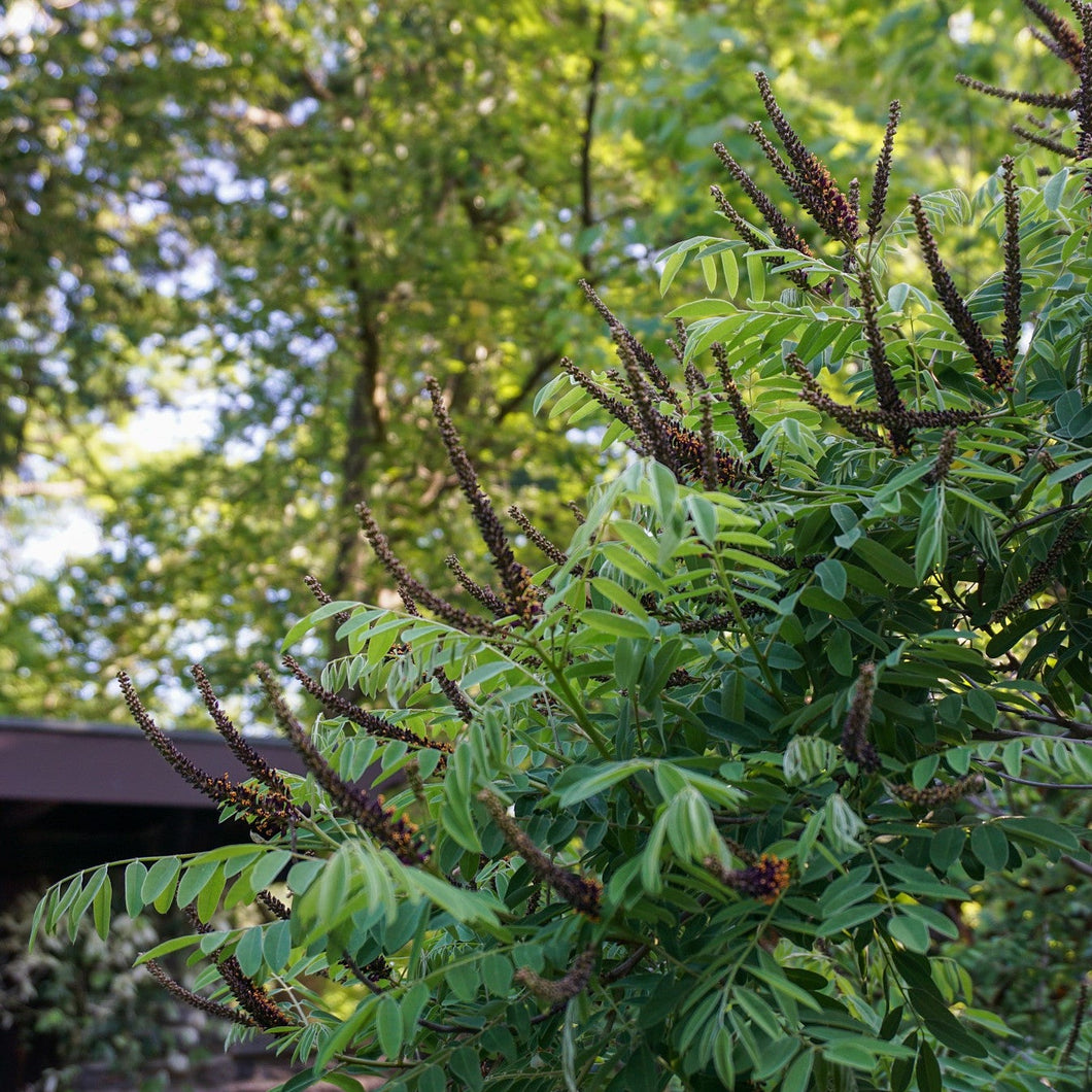 False Indigo Bush - Amorpha fruticosa