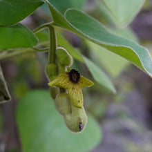 Load image into Gallery viewer, Woolly Pipevine - Aristolochia tomentosa

