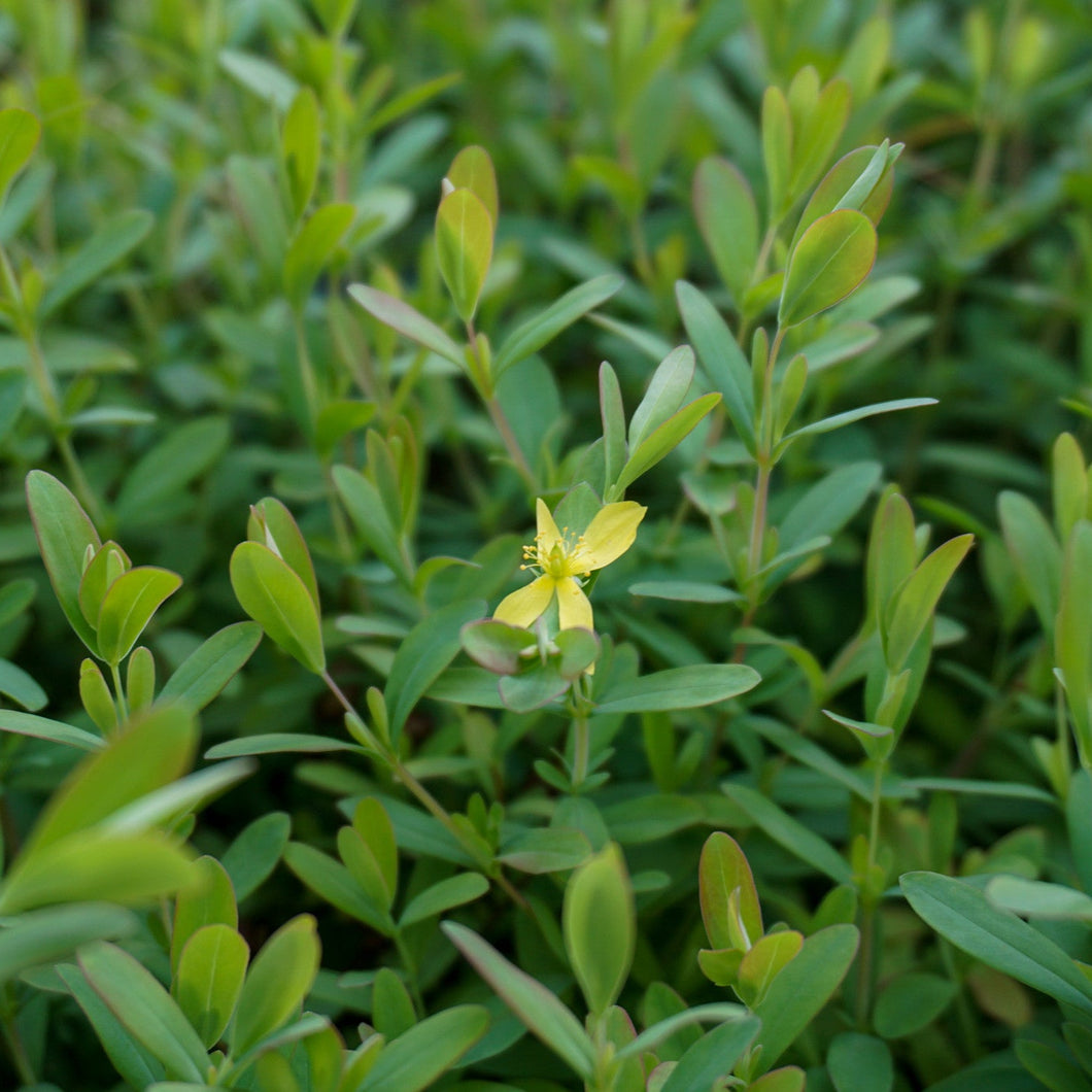 Low St. John's Wort - Hypericum hypericoides subsp. multicaule
