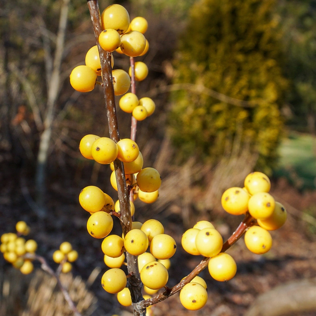 Chrysocarpa Winterberry (Female) - Ilex verticillata 'Chrysocarpa'