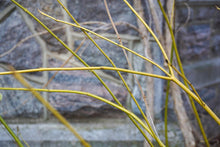 Load image into Gallery viewer, Silver and Gold Yellowtwig Dogwood - Cornus sericea 'Silver and Gold'
