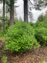 Load image into Gallery viewer, Blue Muffin Arrowwood - Viburnum dentatum &#39;Christom&#39; Blue Muffin®
