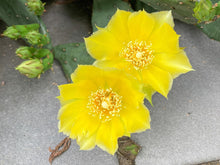 Load image into Gallery viewer, Eastern Prickly Pear - Opuntia humifusa
