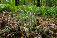 Load image into Gallery viewer, Christmas Fern - Polystichum acrostichoides
