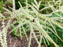 Load image into Gallery viewer, Goatsbeard - Aruncus dioicus
