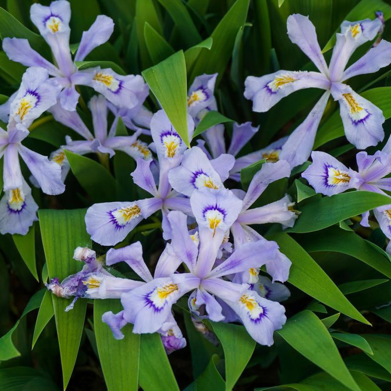 Powder Blue Giant Dwarf Crested Iris - Iris cristata 'Powder Blue Giant'