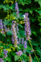 Load image into Gallery viewer, Anise Hyssop - Agastache foeniculum
