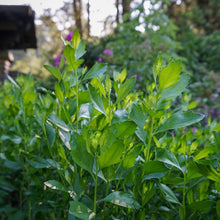 Load image into Gallery viewer, Groundsel Bush - Baccharis halimifolia
