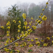 Load image into Gallery viewer, Spicebush - Lindera benzoin

