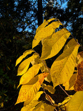 Load image into Gallery viewer, Pawpaw - Asimina triloba
