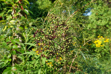 Load image into Gallery viewer, Cutleaf American Elderberry - Sambucus canadensis &#39;Laciniatus&#39;
