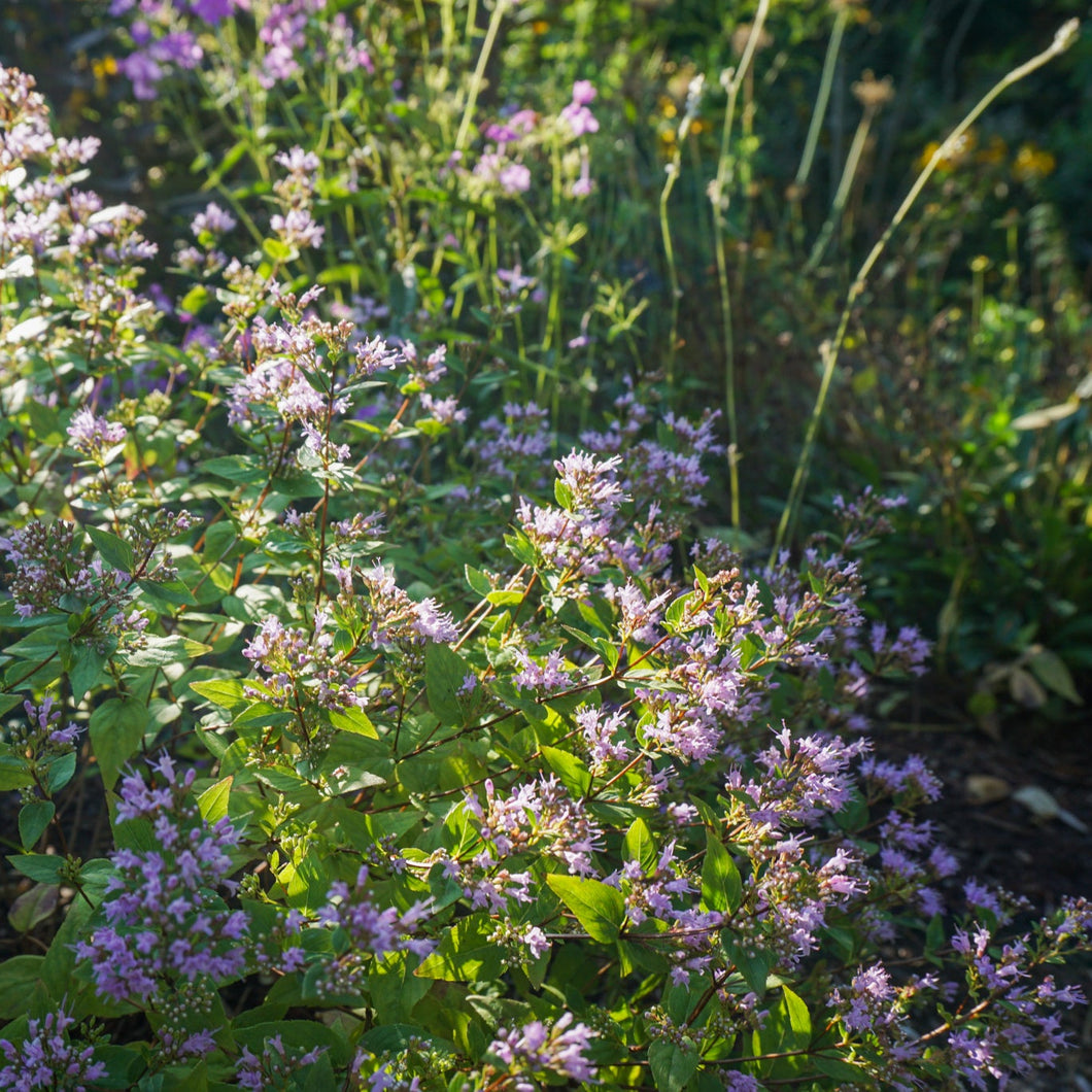American Dittany - Cunila origanoides