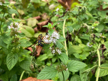Load image into Gallery viewer, Wild Mint - Mentha arvensis
