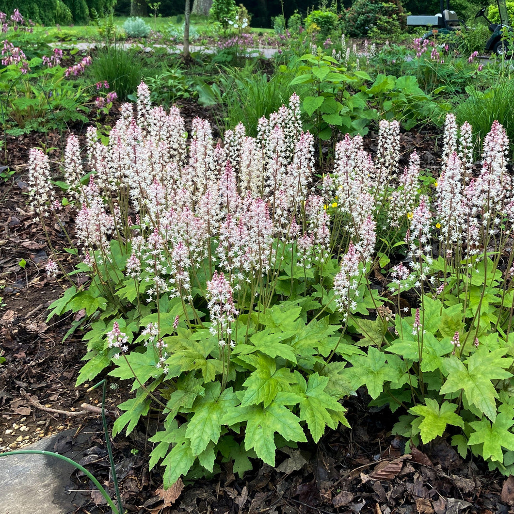 Oakleaf Foamflower - Tiarella cordifolila 'Oakleaf'