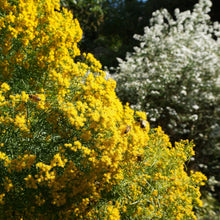Load image into Gallery viewer, Slender Goldentop - Euthamia caroliniana
