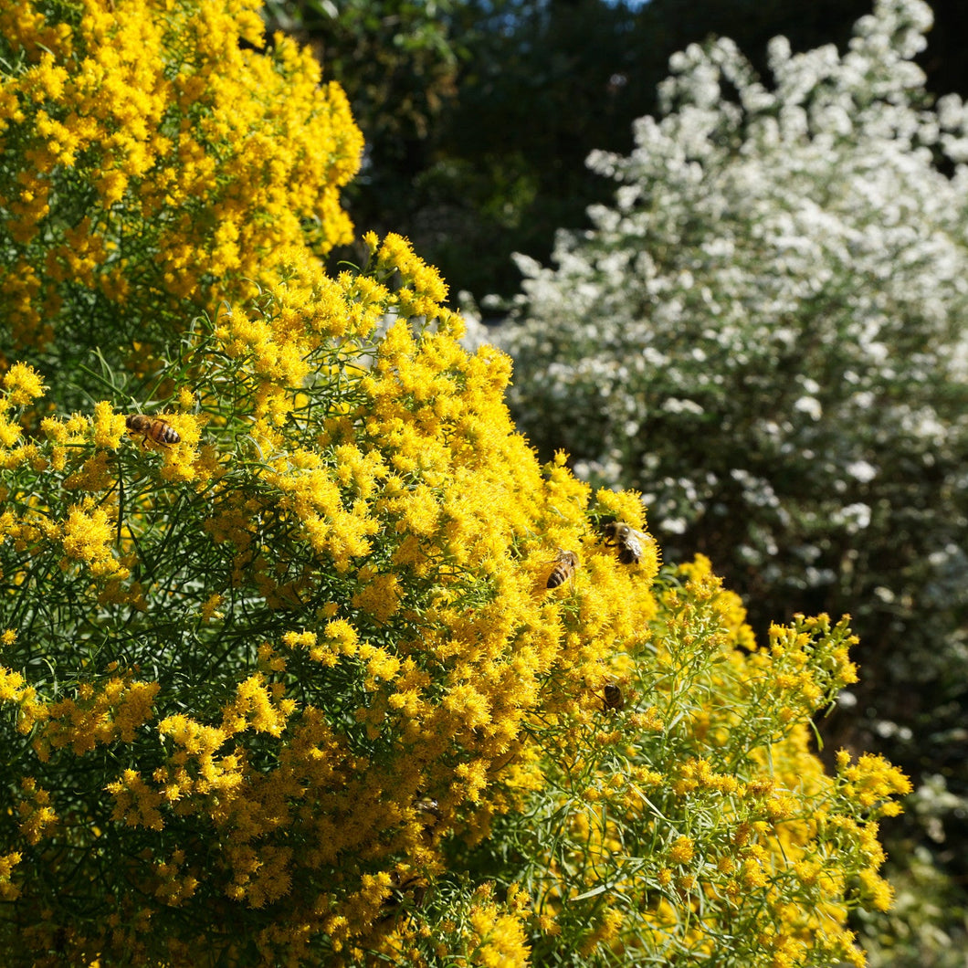 Slender Goldentop - Euthamia caroliniana